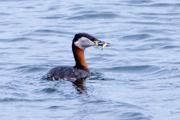 Photo from Farmoor