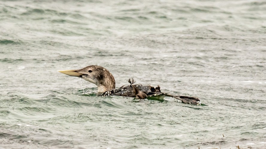 Photo from May 2023: Orkney