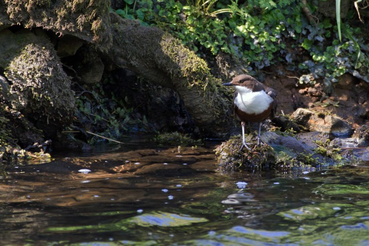 Photo from April 2014: Dovedale