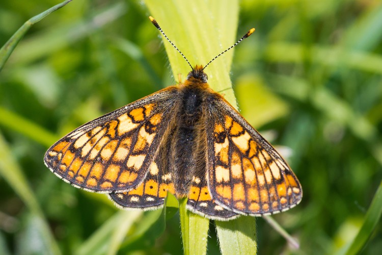 Photo from May 2014: New Forest