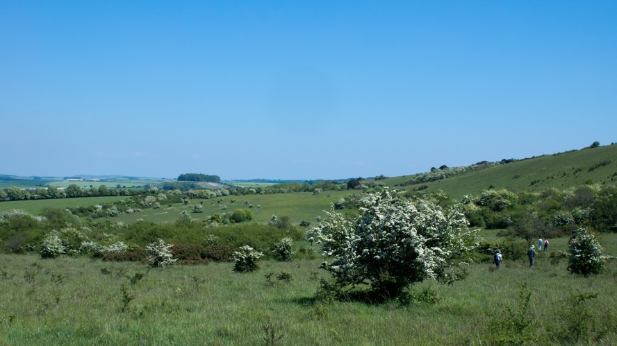 Photo from May 2014: New Forest