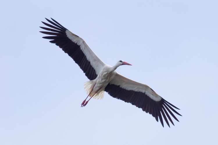 Photo from April 2019: Coto Donana & Extremadura