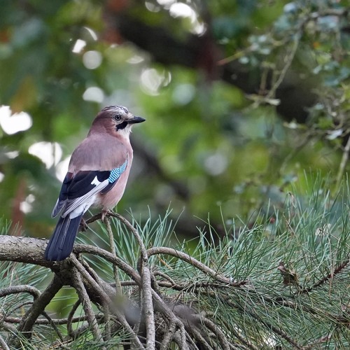 Cover for September 2024: Norfolk