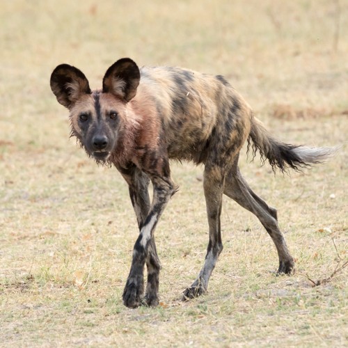 Cover for October-November 2019: Okavango Delta