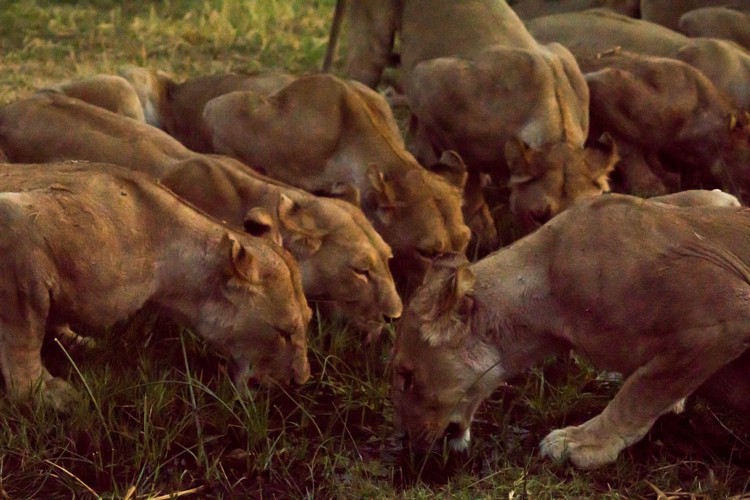 Photo from October-November 2019: Okavango Delta