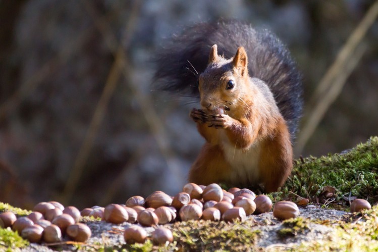 Cover for September 2014: Sweden