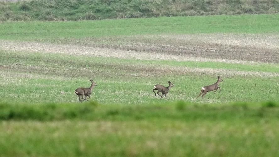 Photo from Berkshire Downs