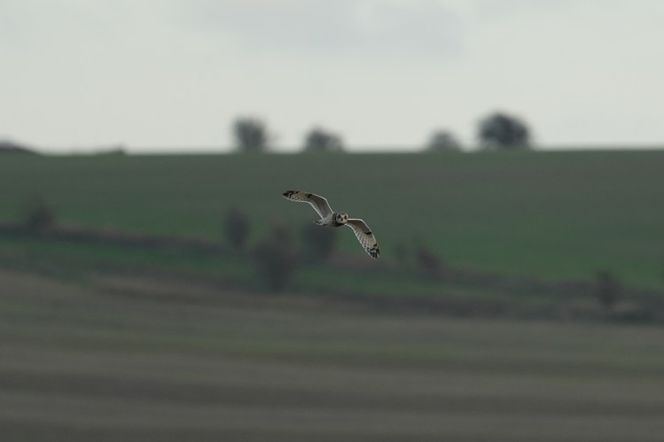 Photo from Berkshire Downs
