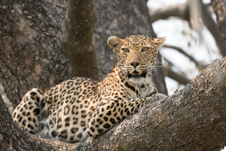 Photo from October-November 2019: Okavango Delta