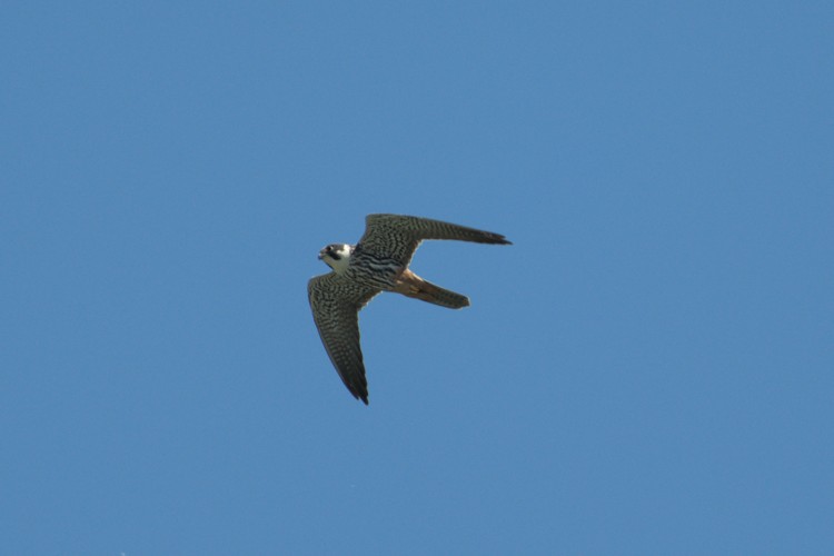 Photo from Ham Wall & Shapwick Heath