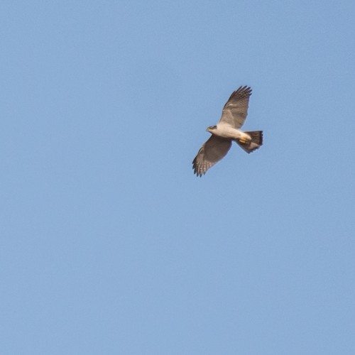Photo from New Forest