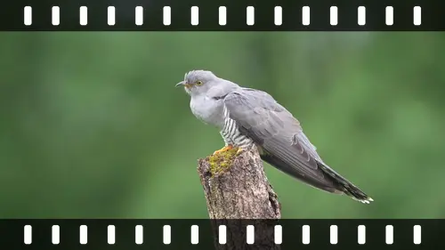 Cuckoo, Yorkshire, UK — photo by Jim Bennett