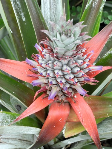 Photo from July 2010: Azores