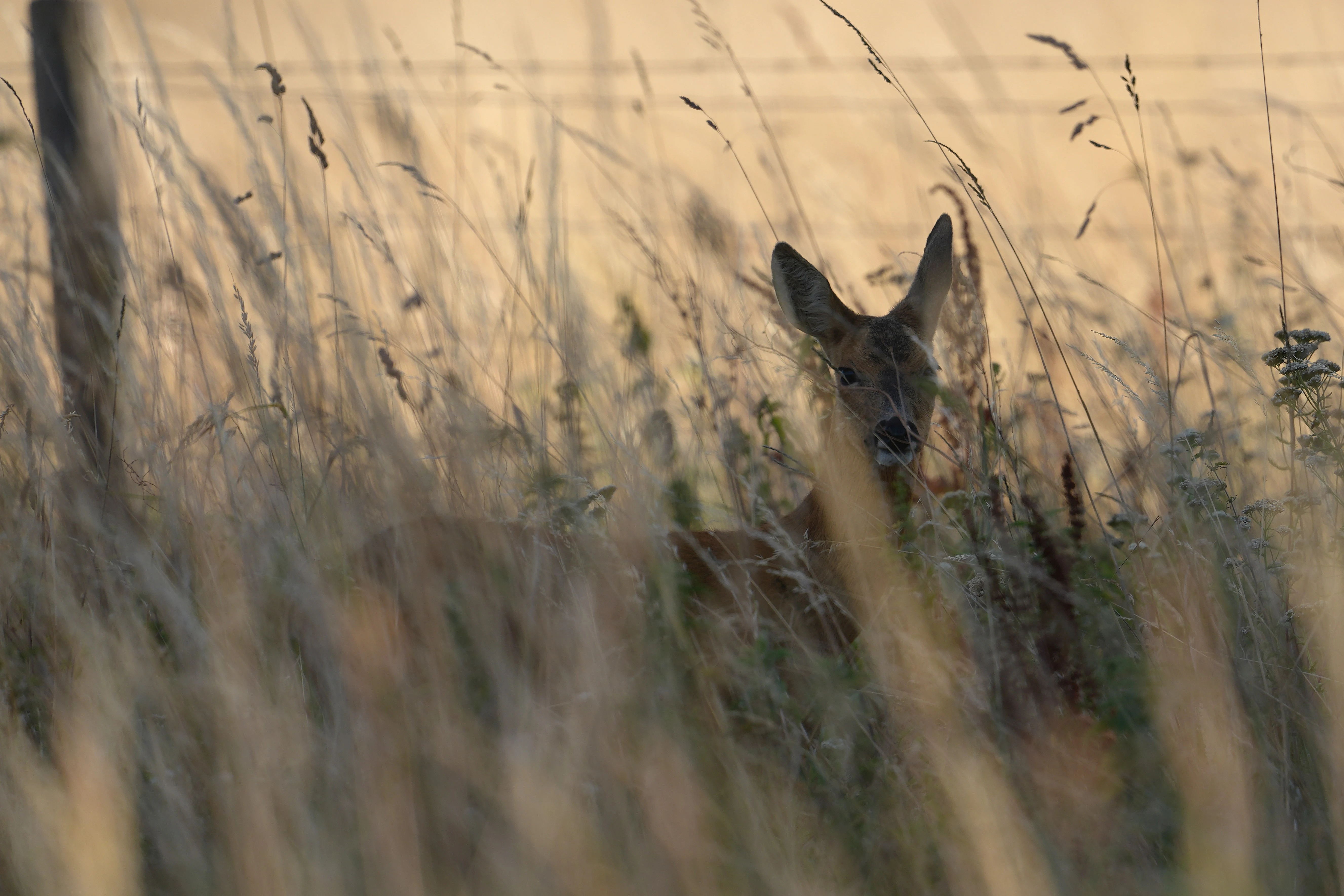 Roe Deer, Dogmersfield, Hampshire, UK — photo by Jim Bennett