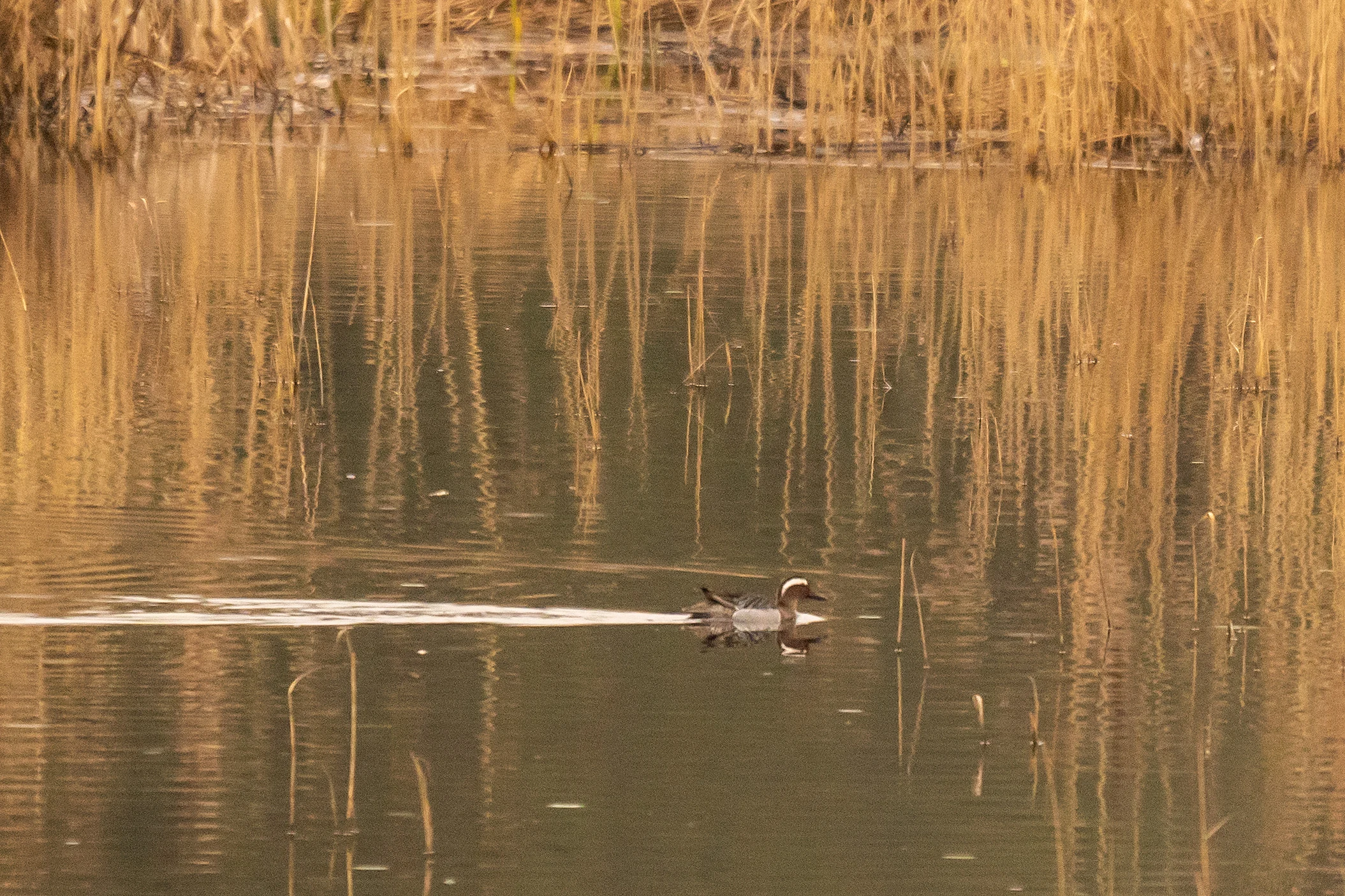 Garganey, RSPB Ham Wall, Somerset, UK — photo by Jim Bennett