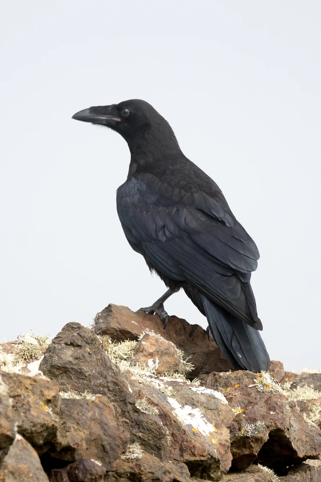 Raven, Eshaness, Shetland, UK — photo by Jim Bennett
