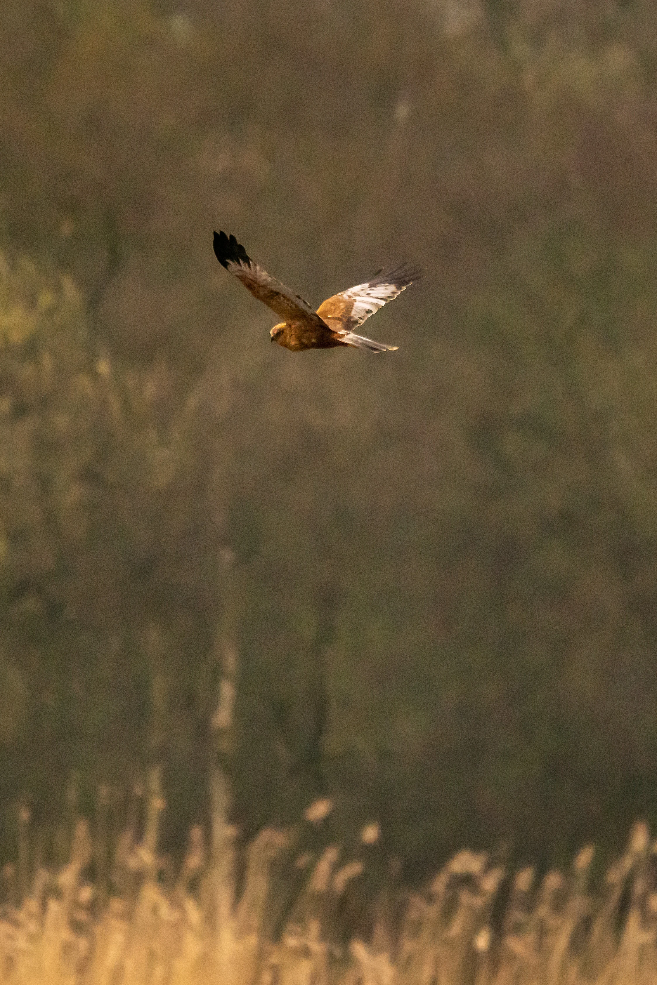 Marsh Harrier, RSPB Ham Wall, Somerset, UK — photo by Jim Bennett