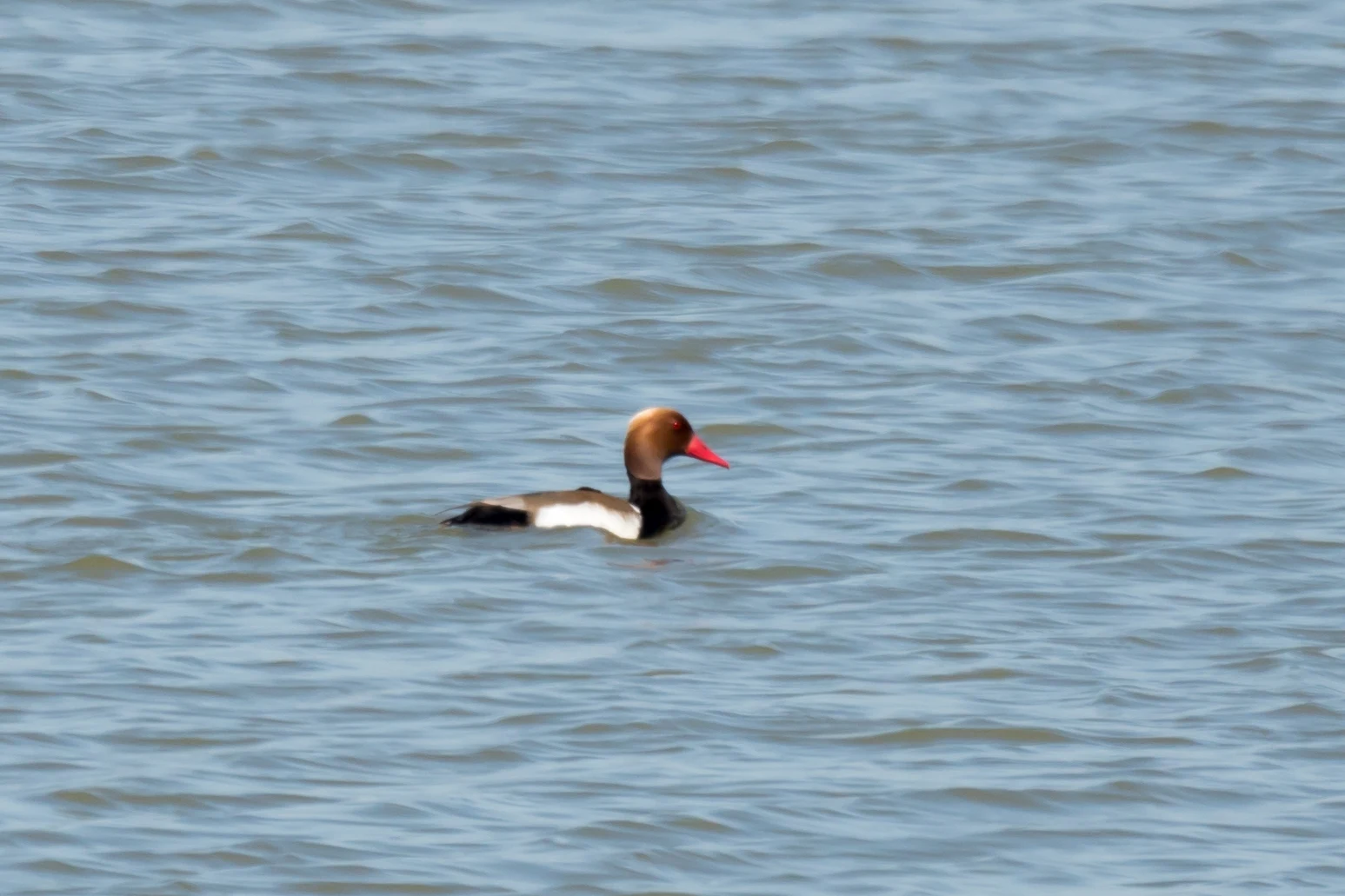 Red-crested Pochard, Dehesa de Abajo, Coto Donana, Andalucia, Spain — photo by Jim Bennett