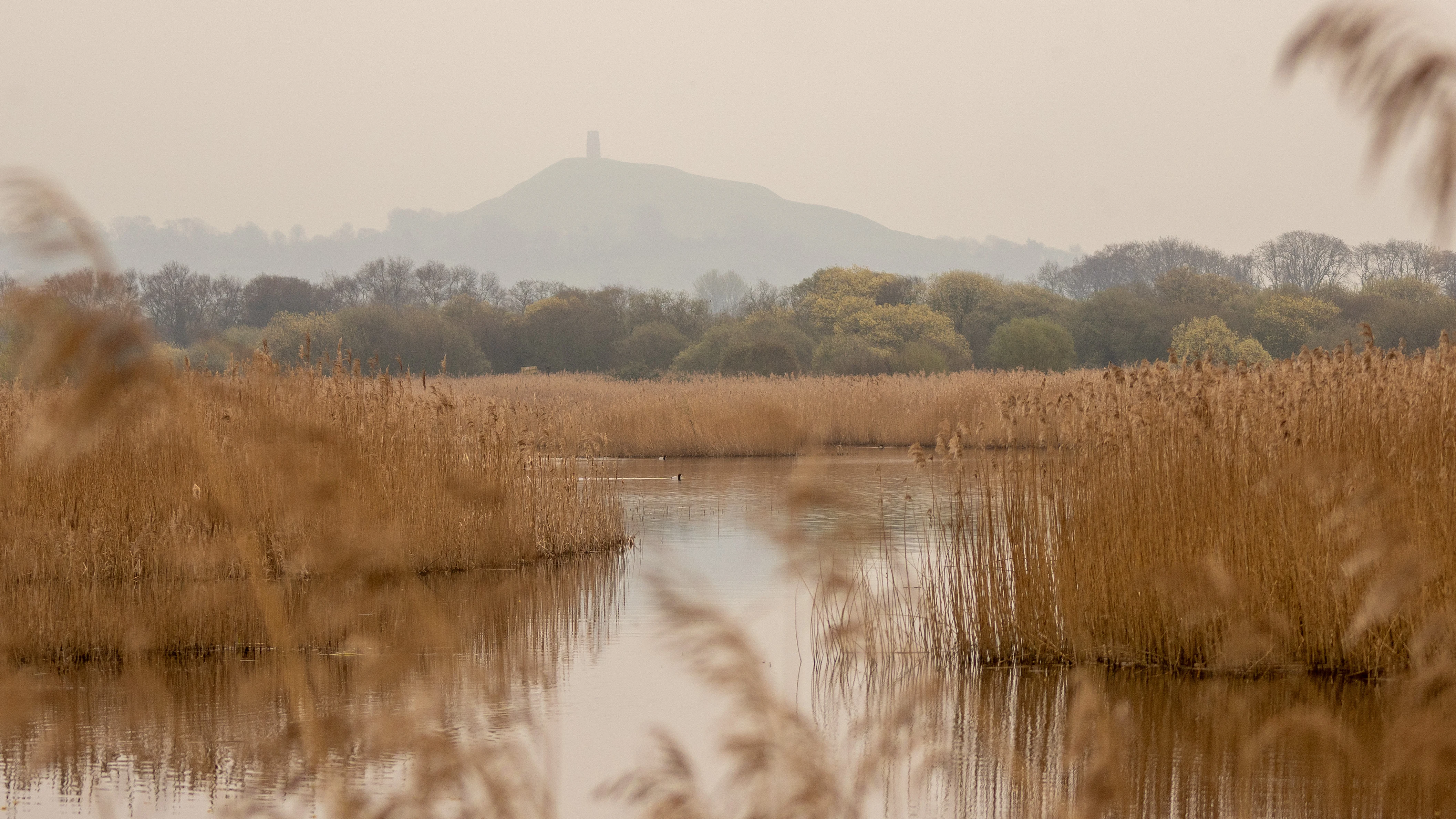 Glastonbury Tor, RSPB Ham Wall, Somerset, UK — photo by Jim Bennett