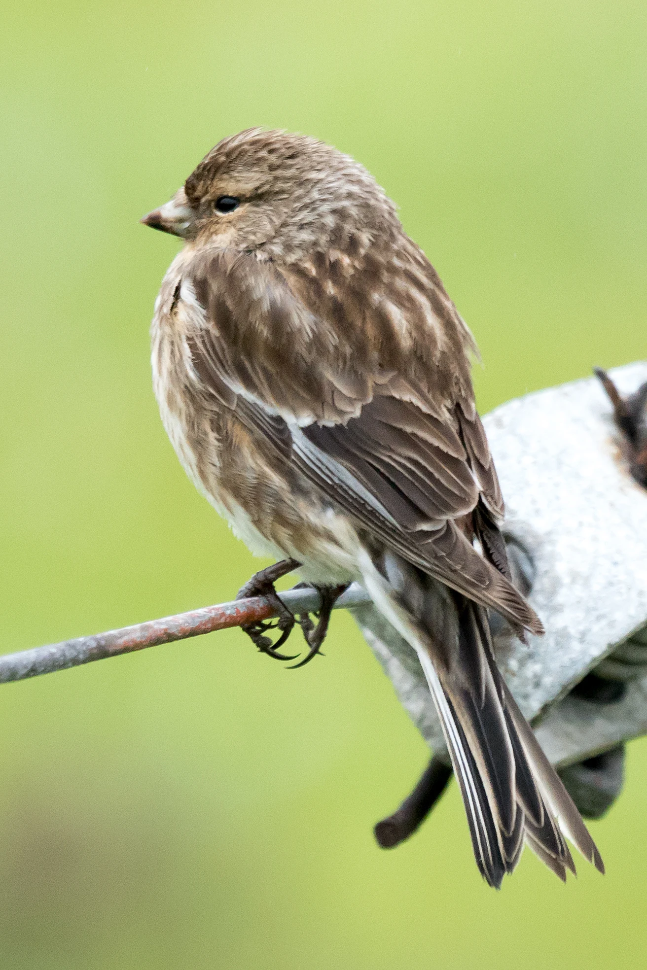 Twite, Sumburgh, Shetland, UK — photo by Jim Bennett