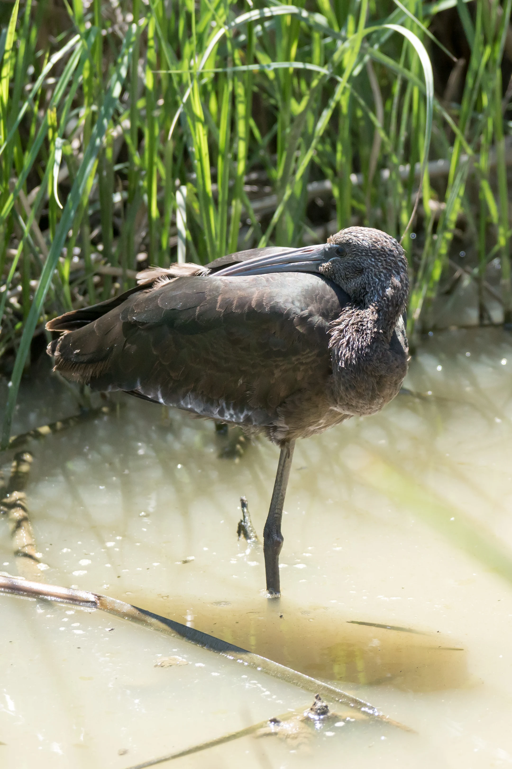 Glossy Ibis, El Rocia, Coto Donana, Andalucia, Spain — photo by Jim Bennett