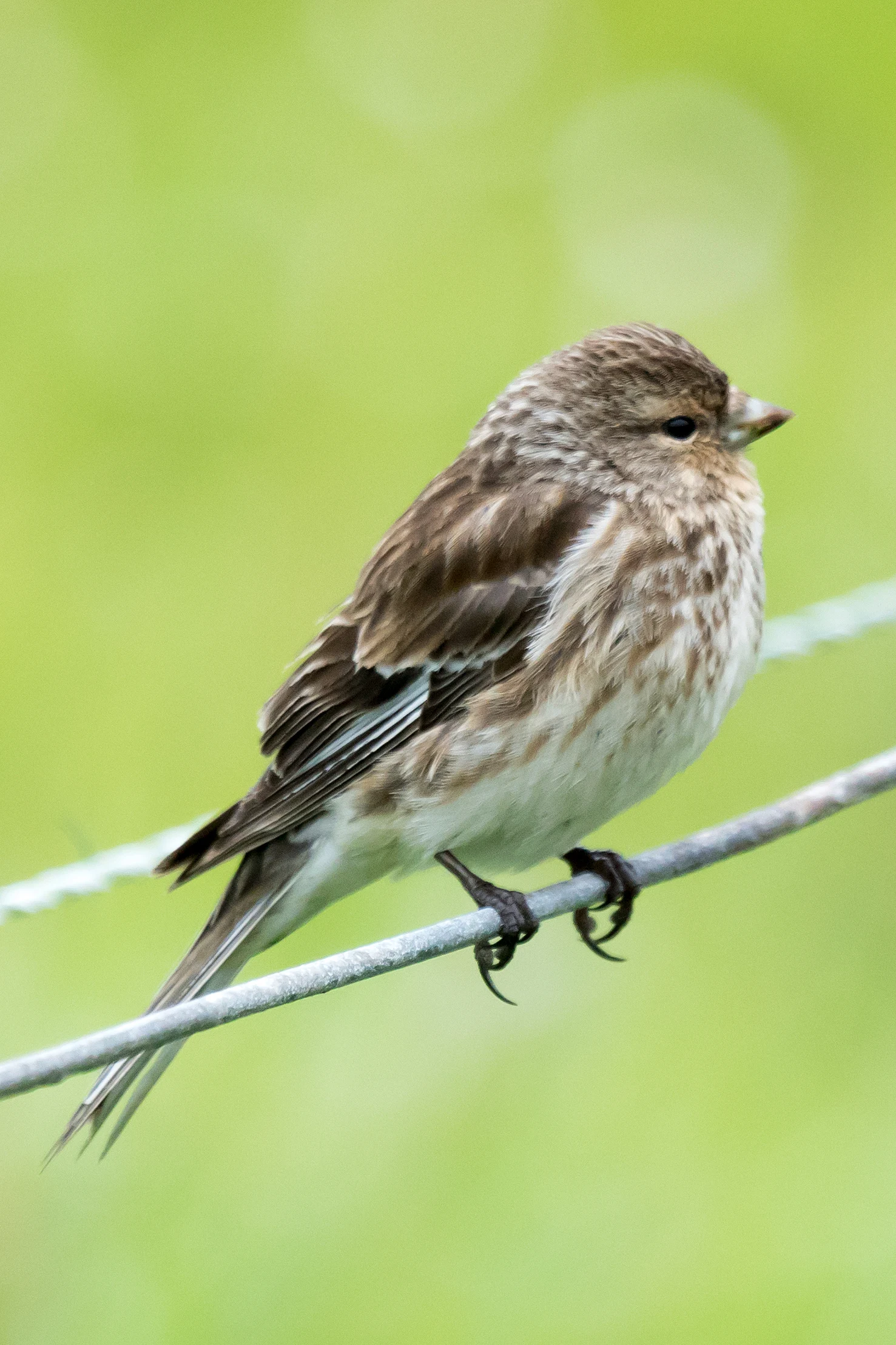 Twite, Sumburgh, Shetland, UK — photo by Jim Bennett