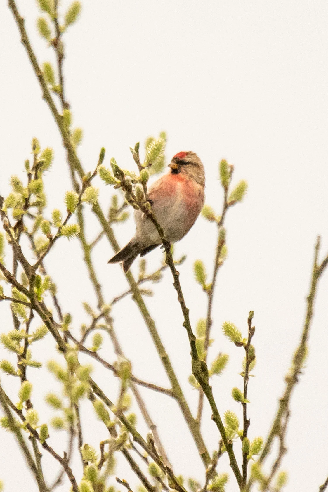 Redpoll, RSPB Ham Wall, Somerset, UK — photo by Jim Bennett