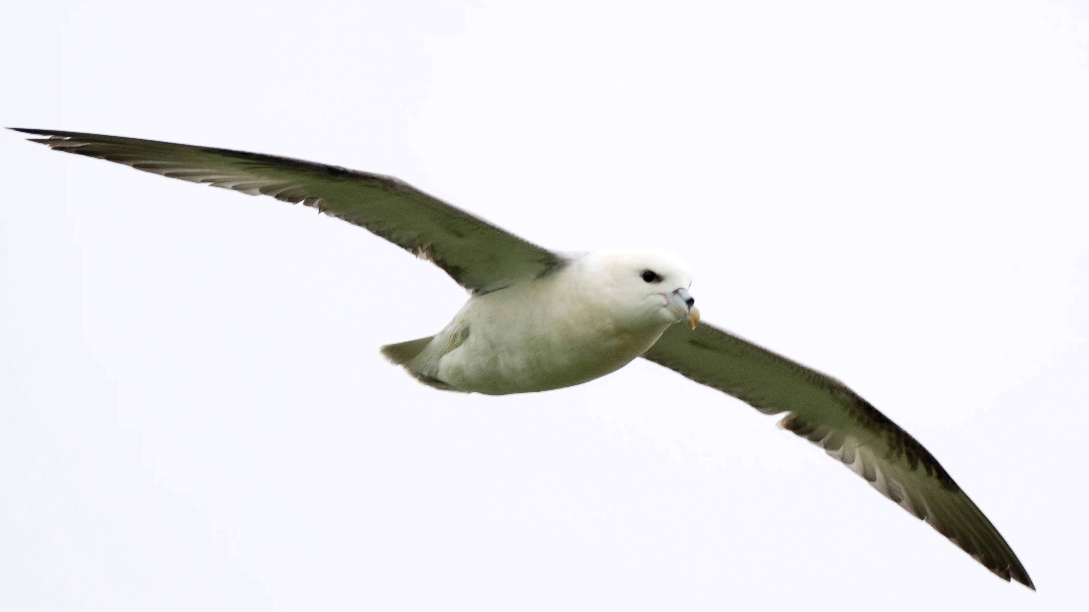 Northern Fulmar, Sumburgh, Shetland, UK — photo by Jim Bennett