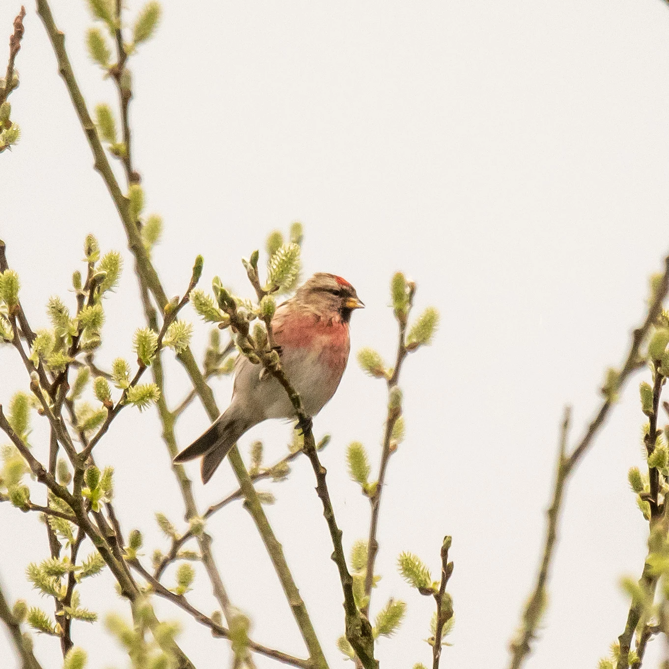Redpoll, RSPB Ham Wall, Somerset, UK — photo by Jim Bennett