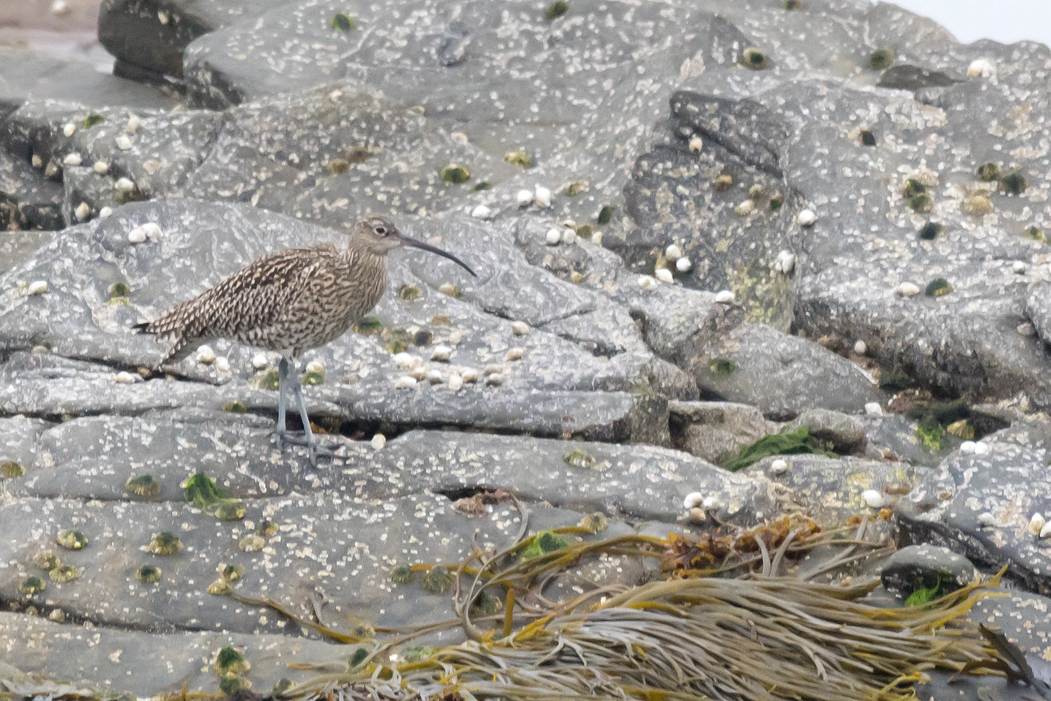 Curlew, Sumburgh, Shetland, UK — photo by Jim Bennett