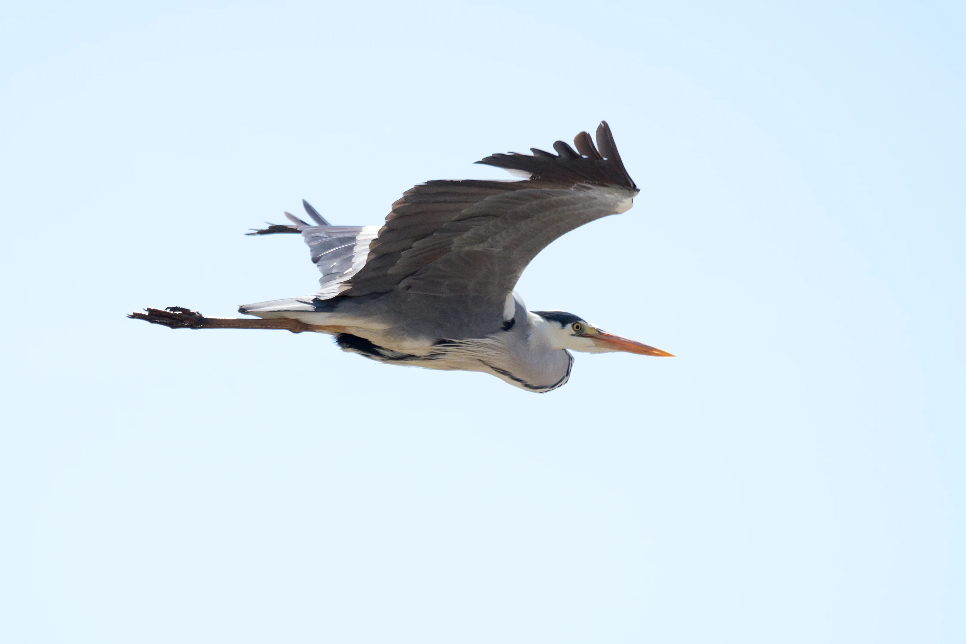 Grey Heron, El Rocio, Coto Donana, Andalucia, Spain — photo by Jim Bennett