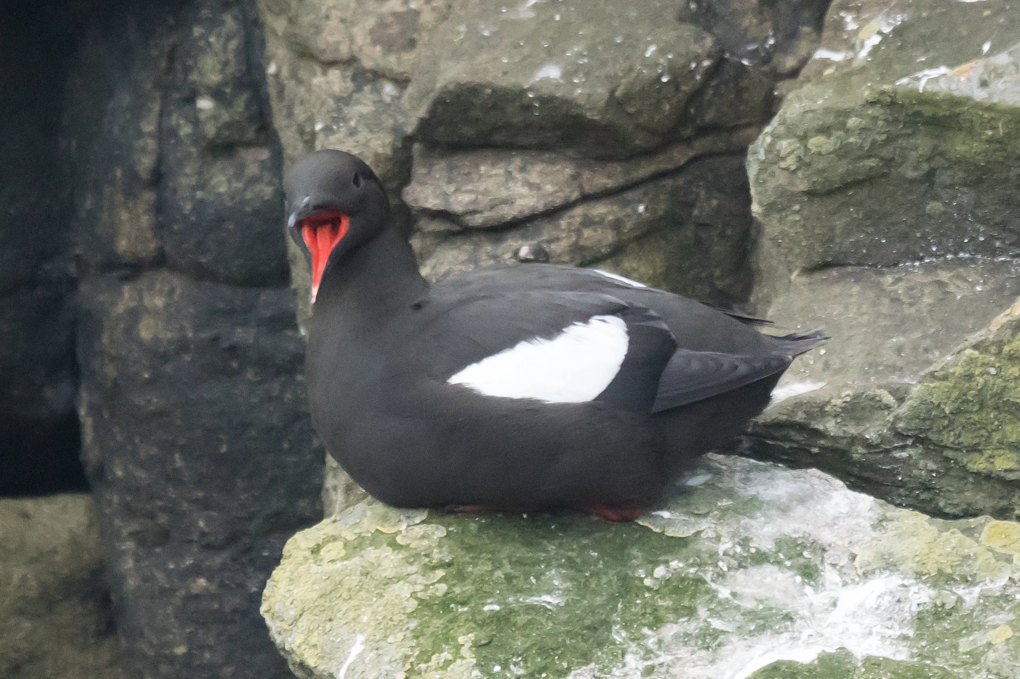 Black Guillemot, Shetland, UK — photo by Jim Bennett