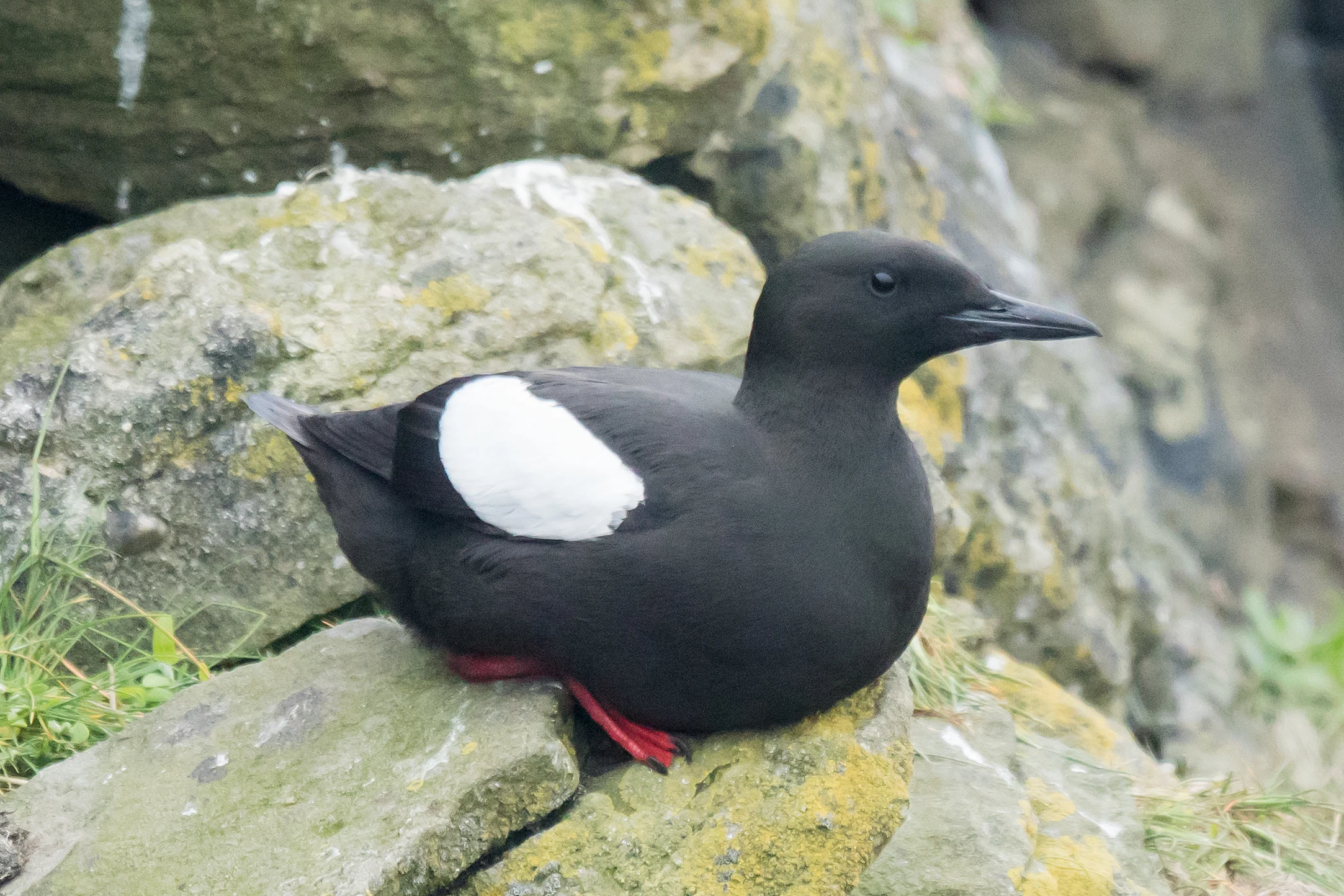 Black Guillemot, Shetland, UK — photo by Jim Bennett
