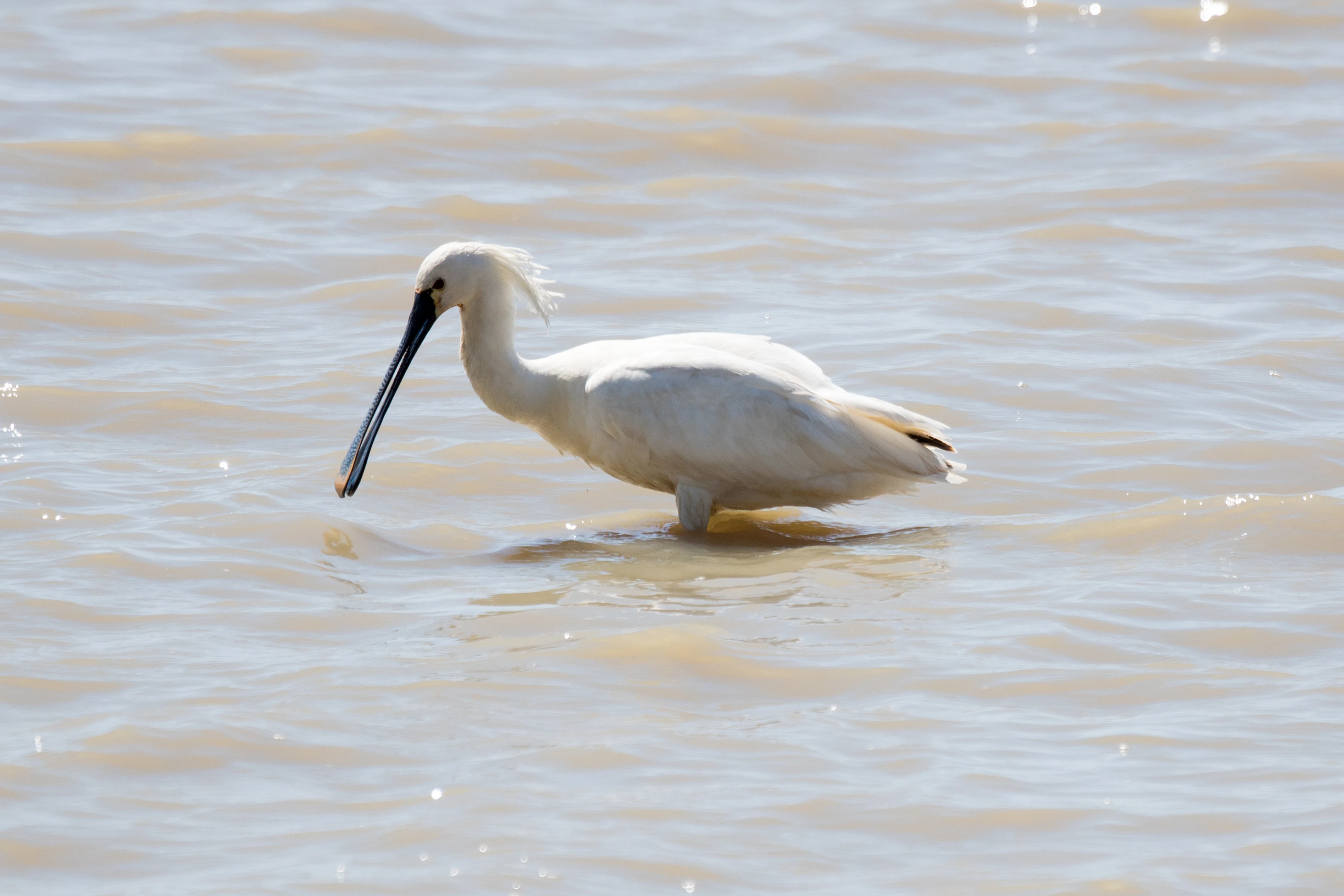 Spoonbill, El Rocio, Coto Donana, Andalucia, Spain — photo by Jim Bennett