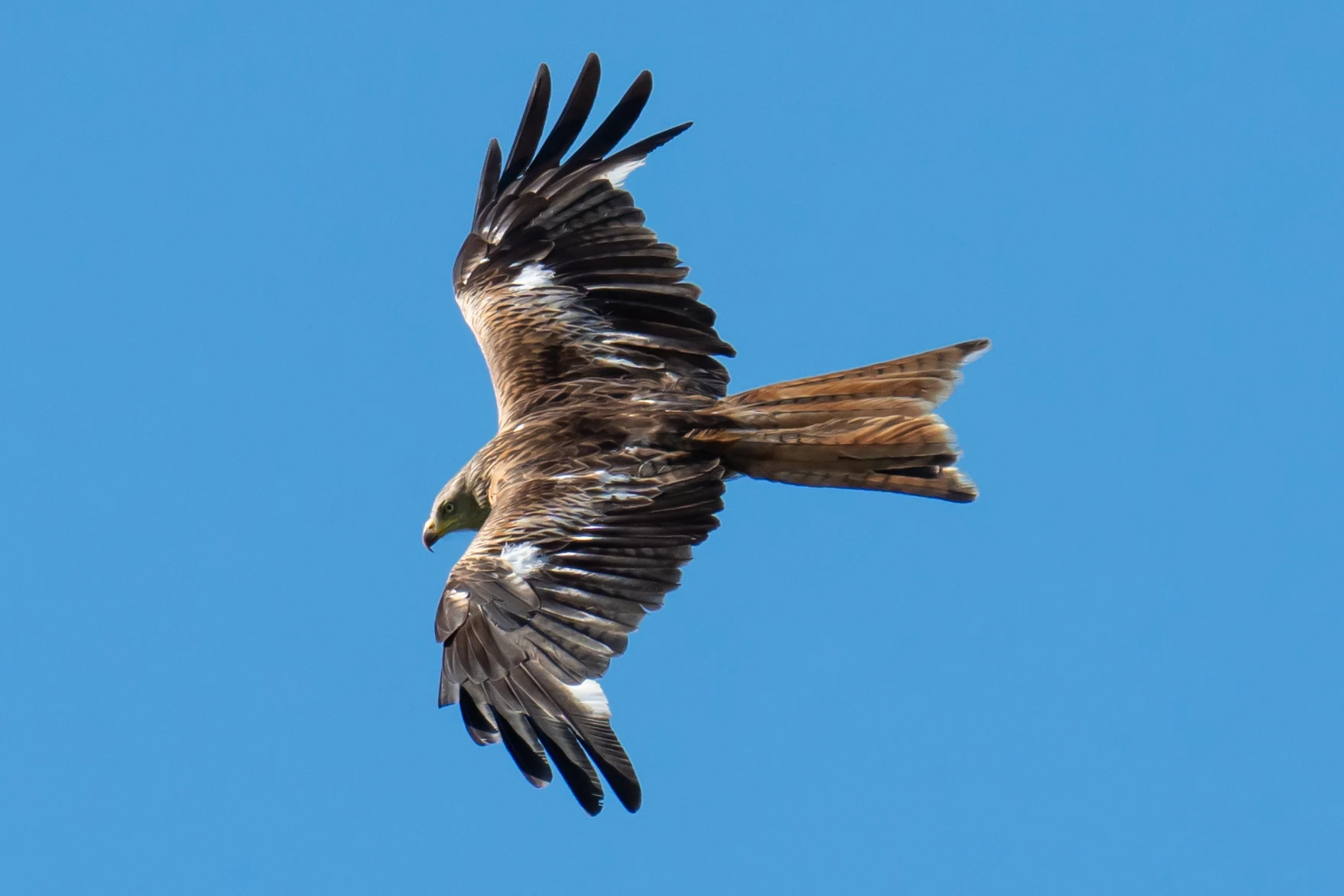 Red Kite, Culham, Oxfordshire, UK — photo by Jim Bennett