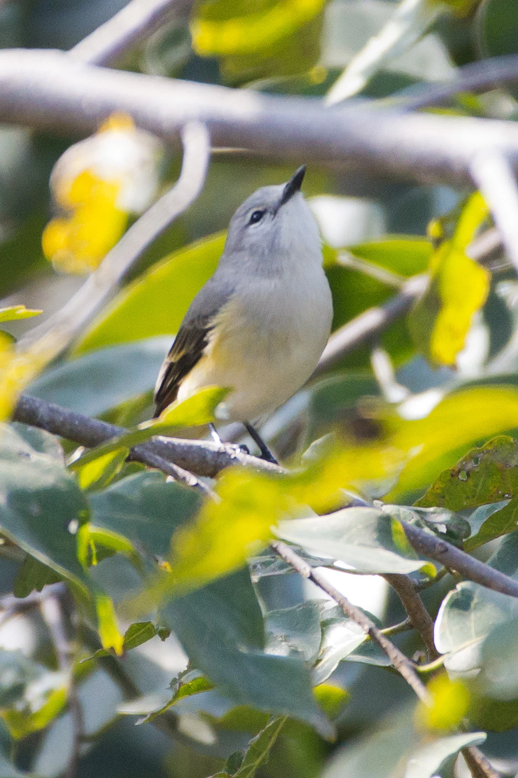 Small Minivet, near Ranakpur, Rajasthan, India — photo by Jim Bennett