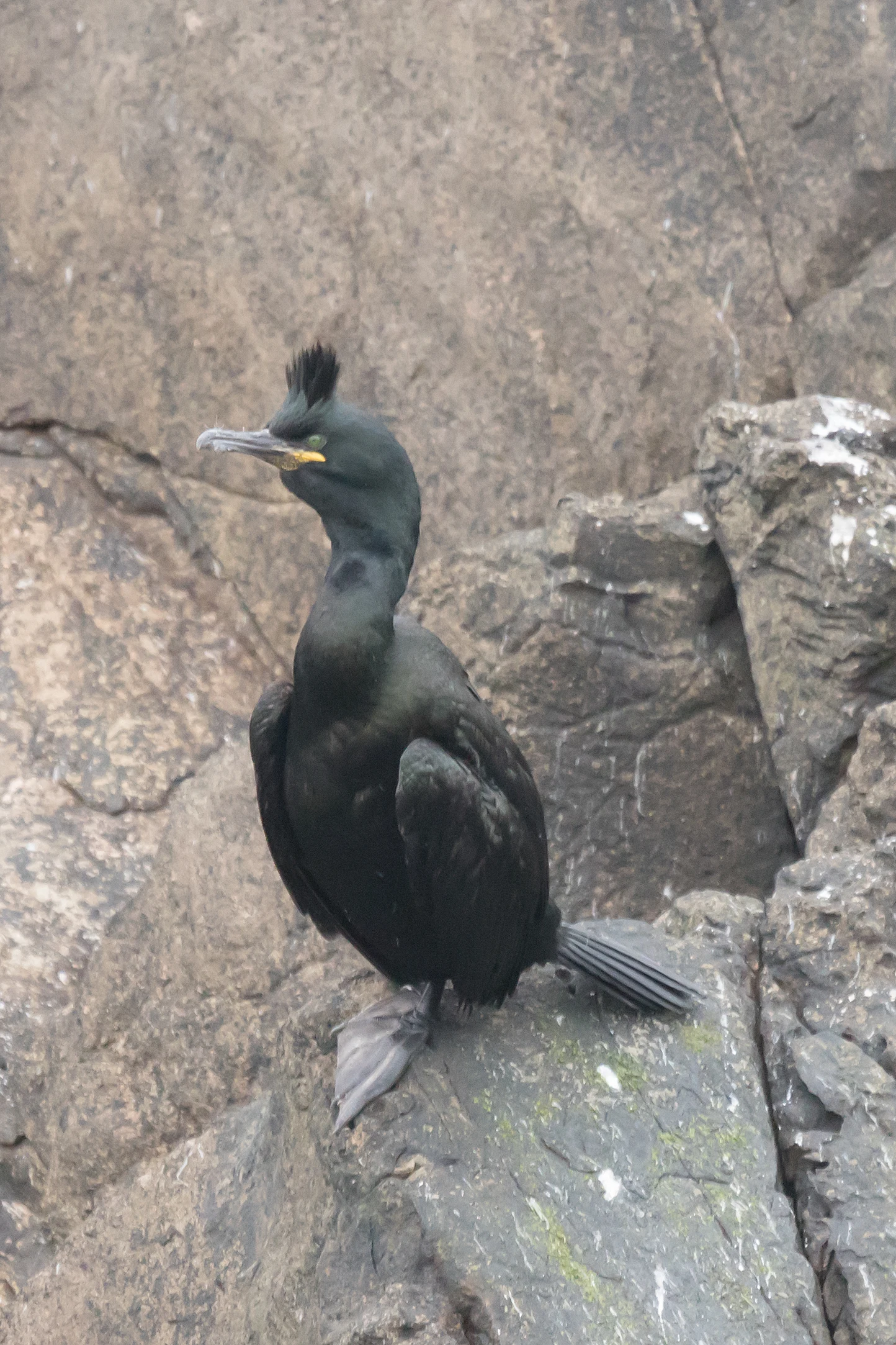 Shag, Shetland, UK — photo by Jim Bennett