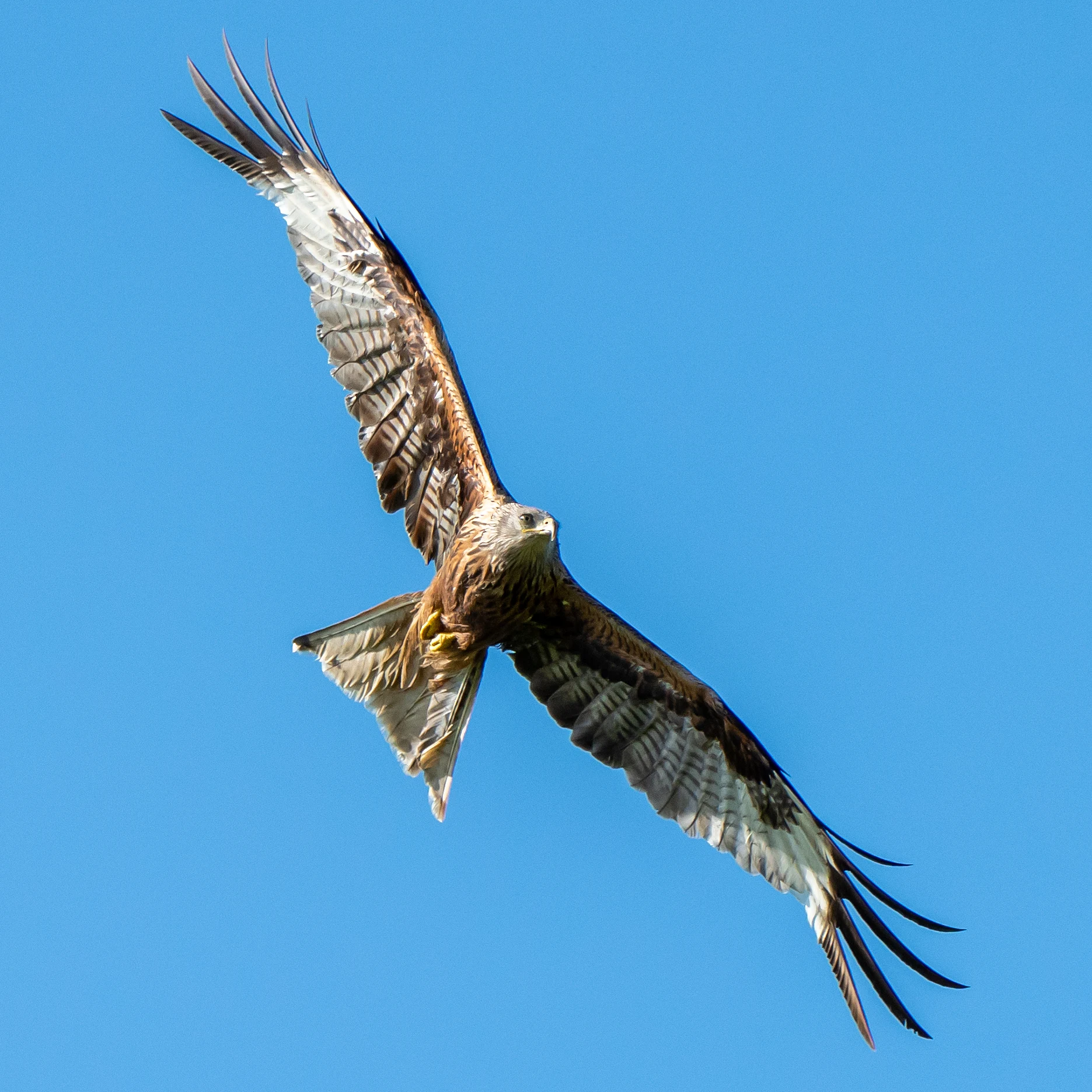 Red Kite, Culham, Oxfordshire, UK — photo by Jim Bennett