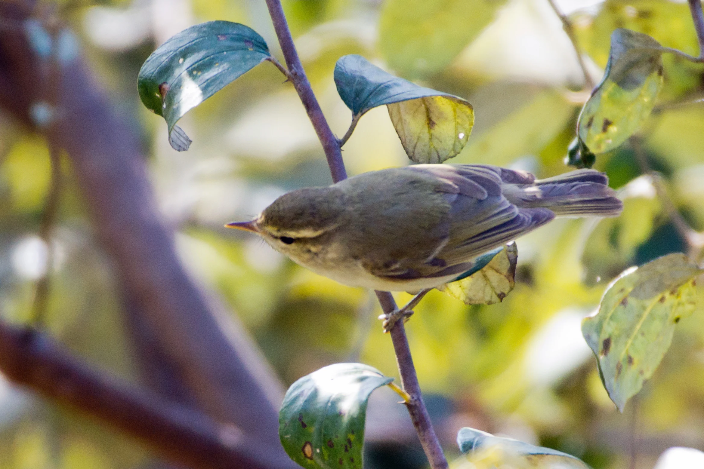 Greenish Warbler, near Ranakpur, Rajasthan, India — photo by Jim Bennett