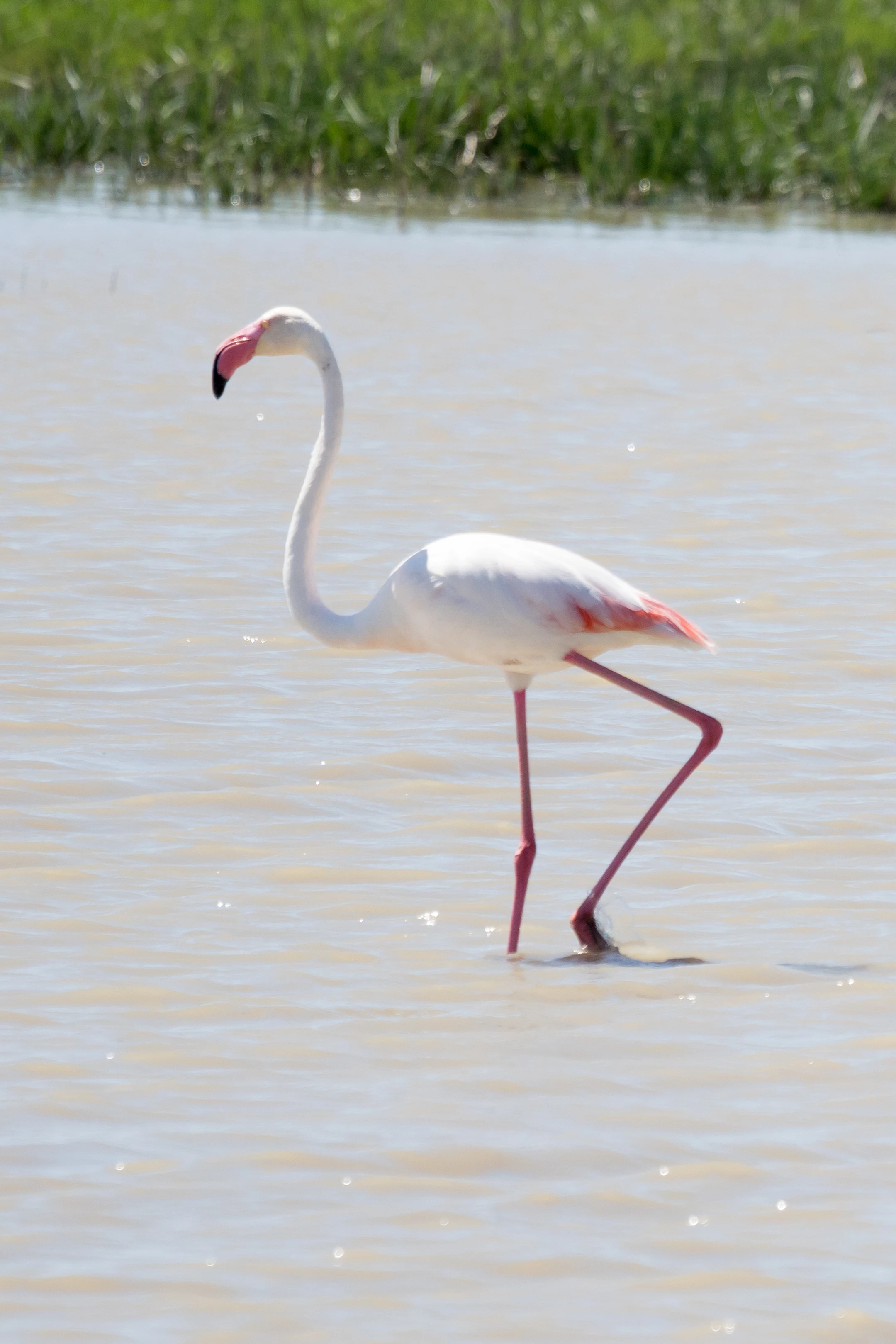Greater Flamingo, El Rocio, Coto Donana, Andalucia, Spain — photo by Jim Bennett