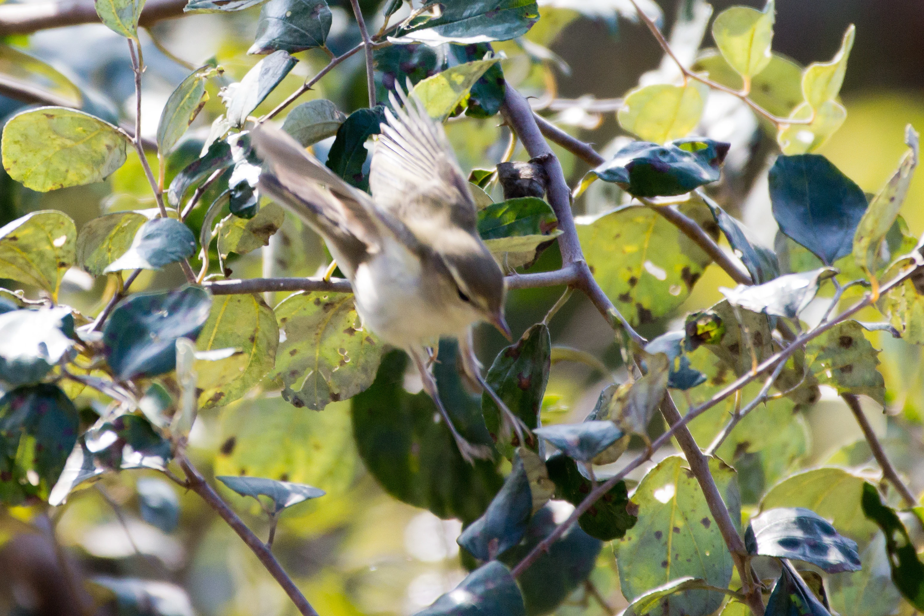 Greenish Warbler, near Ranakpur, Rajasthan, India — photo by Jim Bennett