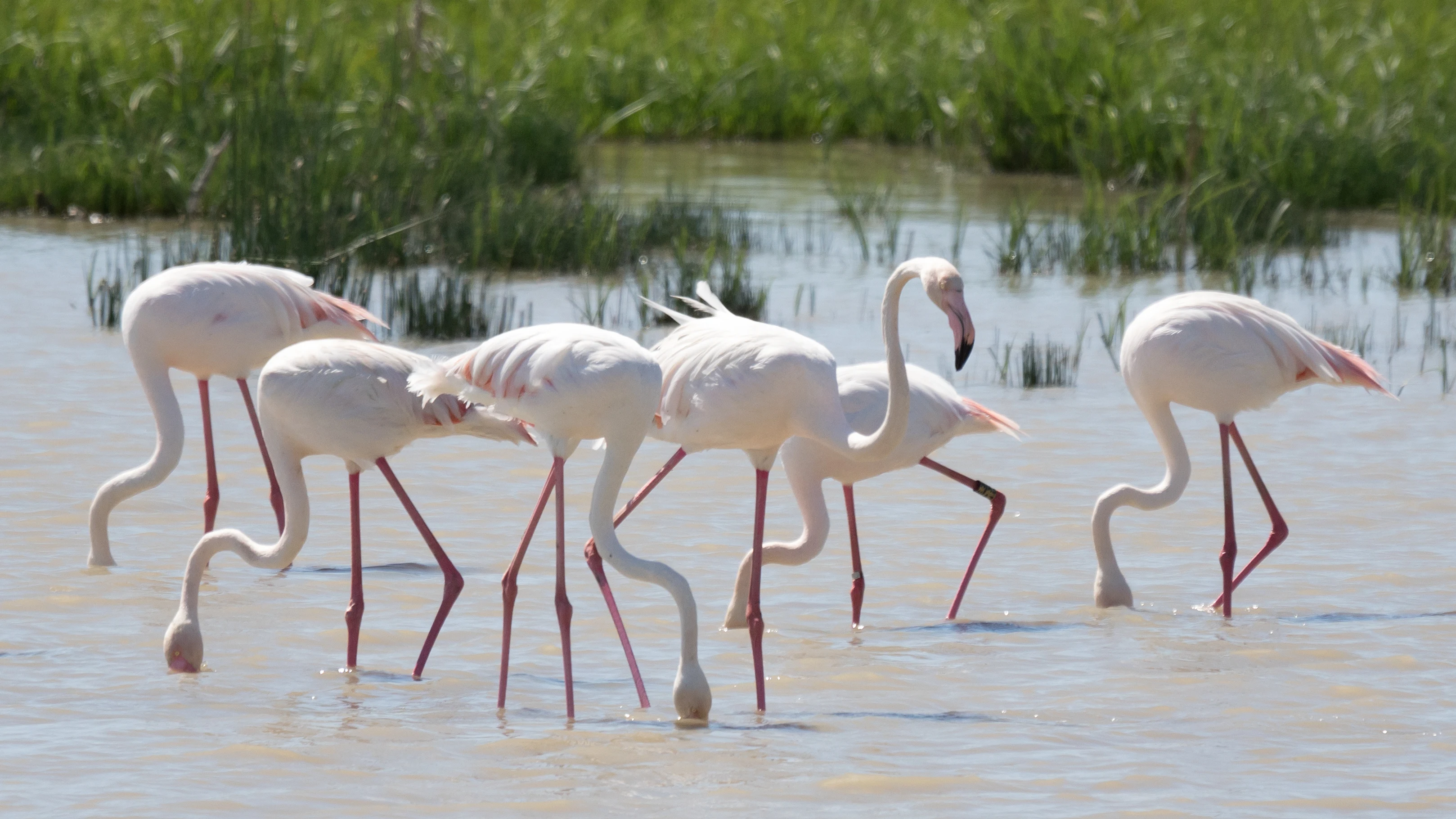 Greater Flamingos, El Rocio, Coto Donana, Andalucia, Spain — photo by Jim Bennett