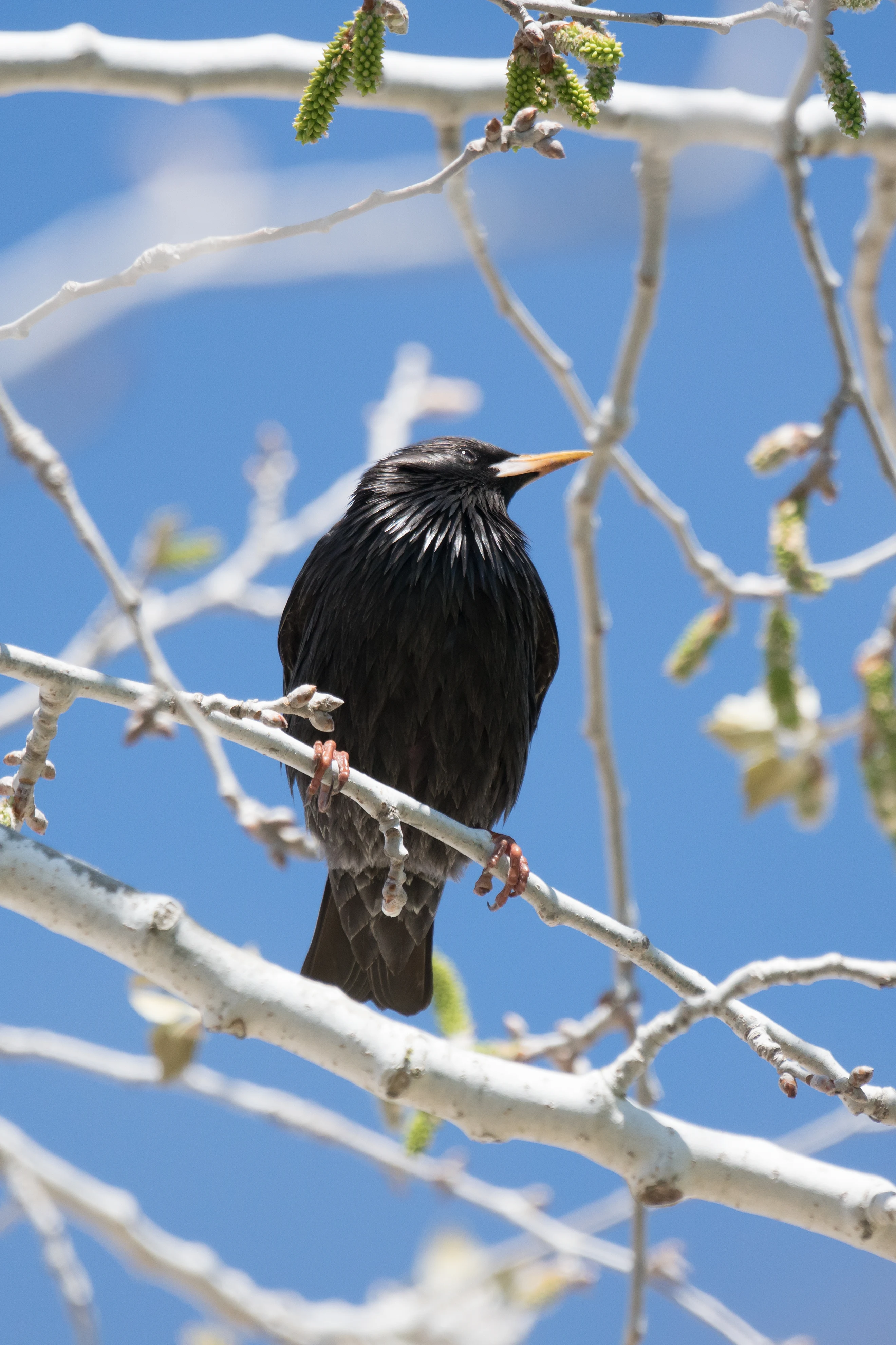 Spotless Starling, El Rocio, Coto Donana, Andalucia, Spain — photo by Jim Bennett