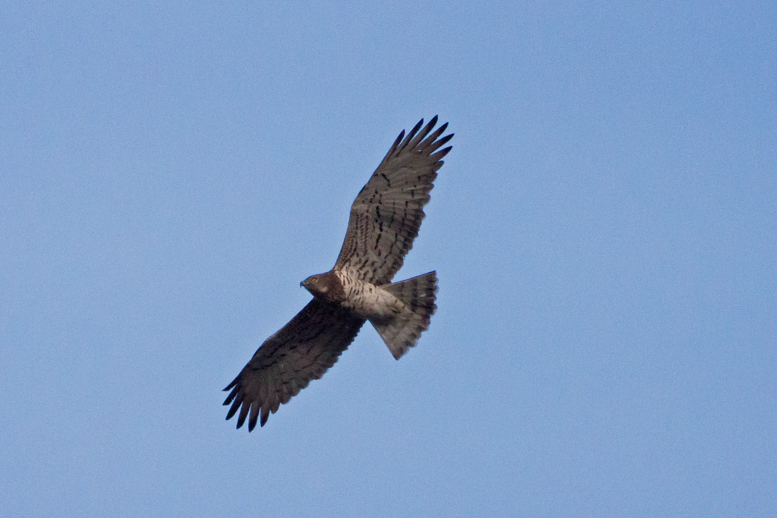 Short-toed Snake Eagle, Kumbhalgarh, Rajasthan, India — photo by Jim Bennett