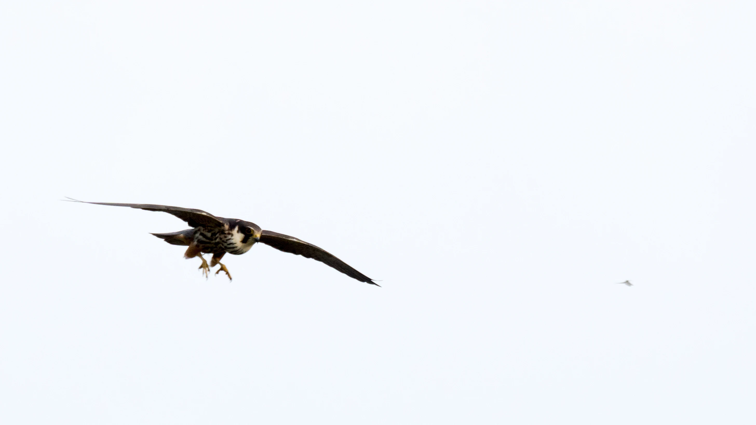 Hobby & Mayfly, Culham, Oxfordshire, UK — photo by Jim Bennett