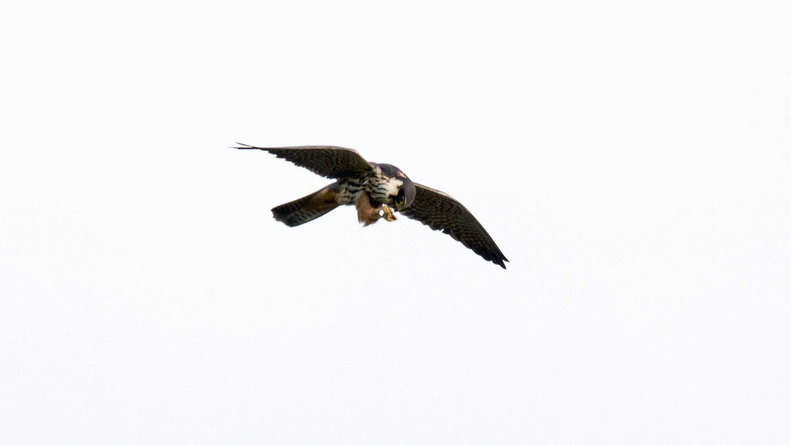 Hobby & Mayfly, Culham, Oxfordshire, UK — photo by Jim Bennett