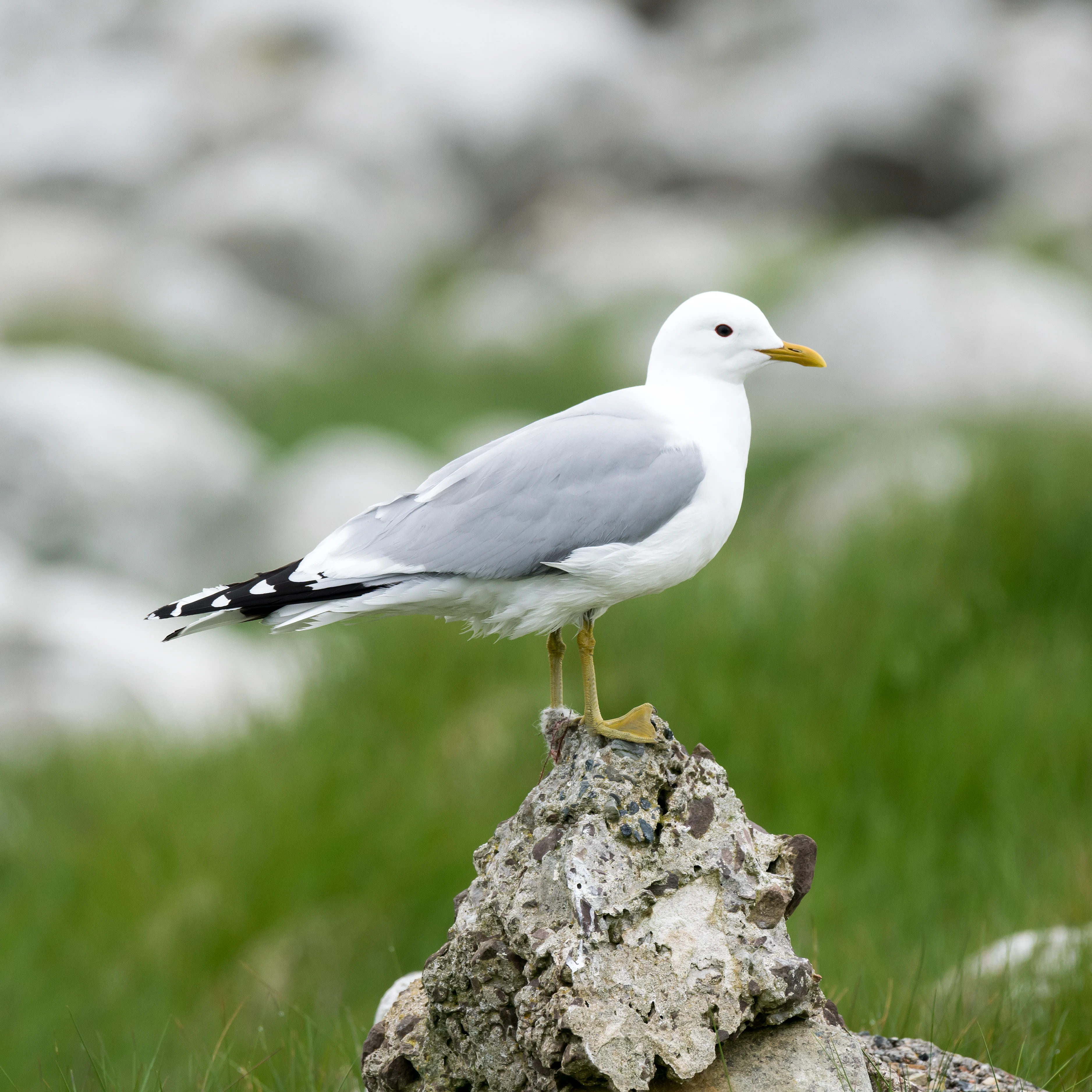 Common Gull, Shetland, UK — photo by Jim Bennett