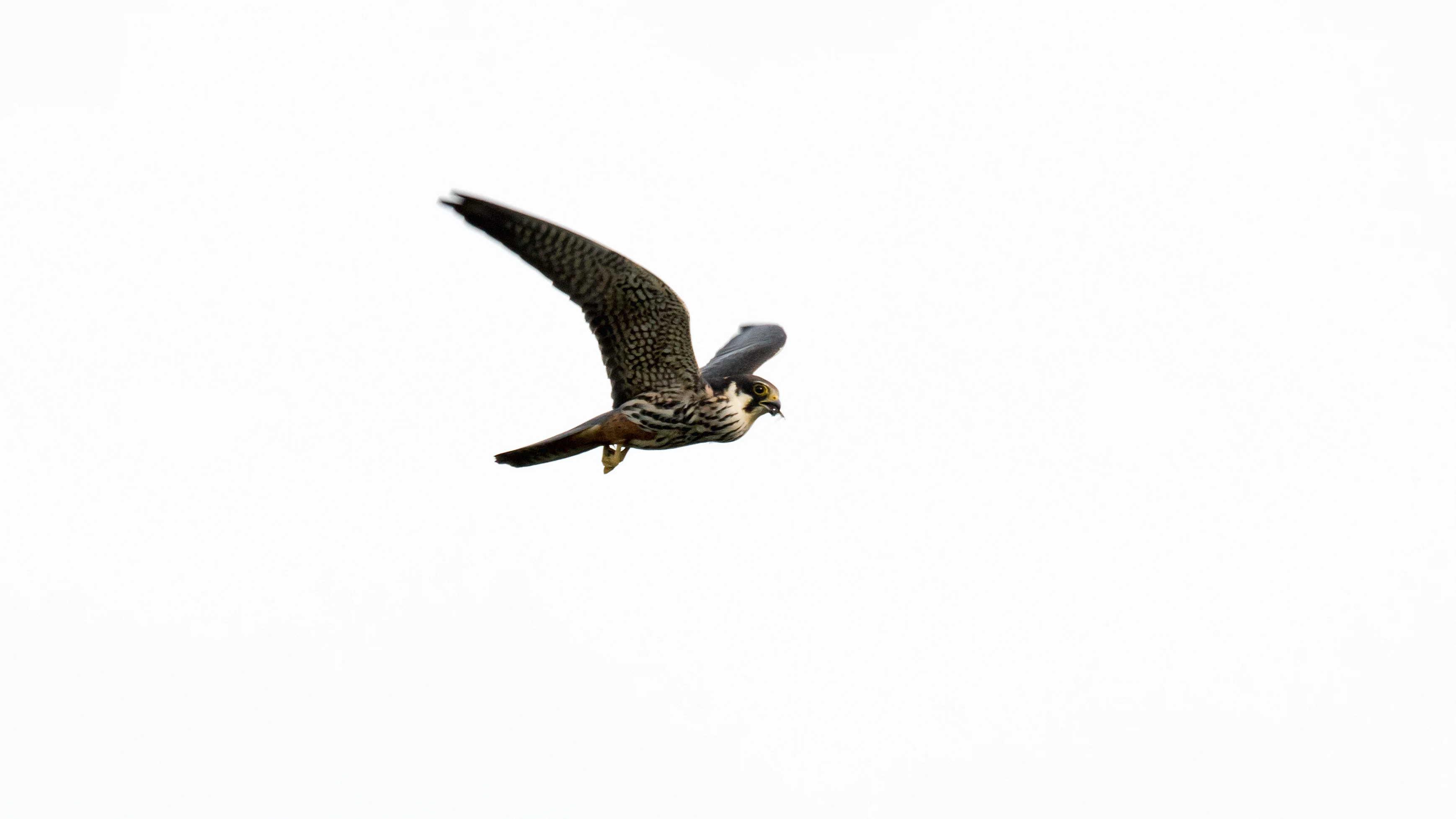 Hobby & Mayfly, Culham, Oxfordshire, UK — photo by Jim Bennett