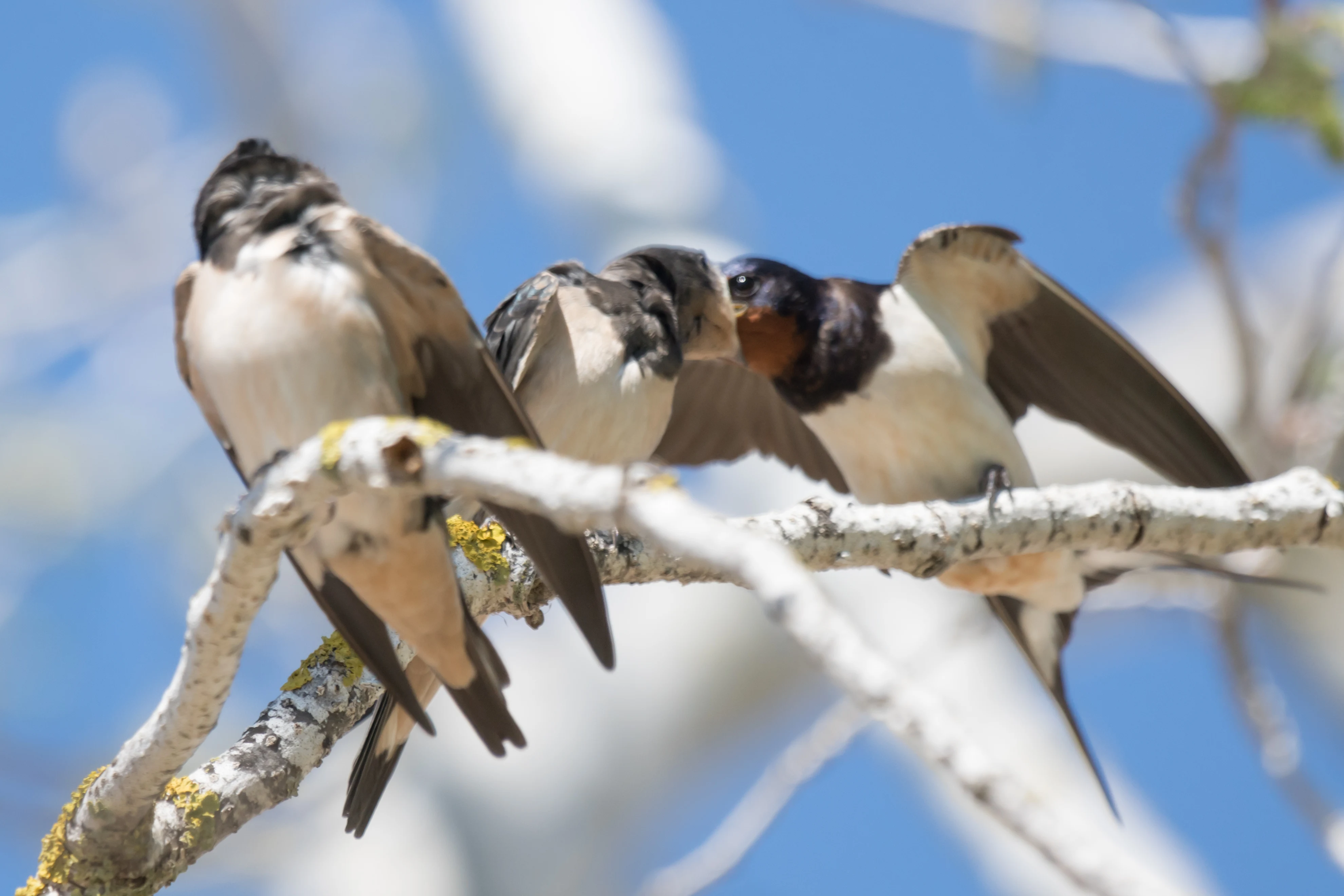 Barn Swallow, El Rocio, Coto Donana, Andalucia, Spain — photo by Jim Bennett