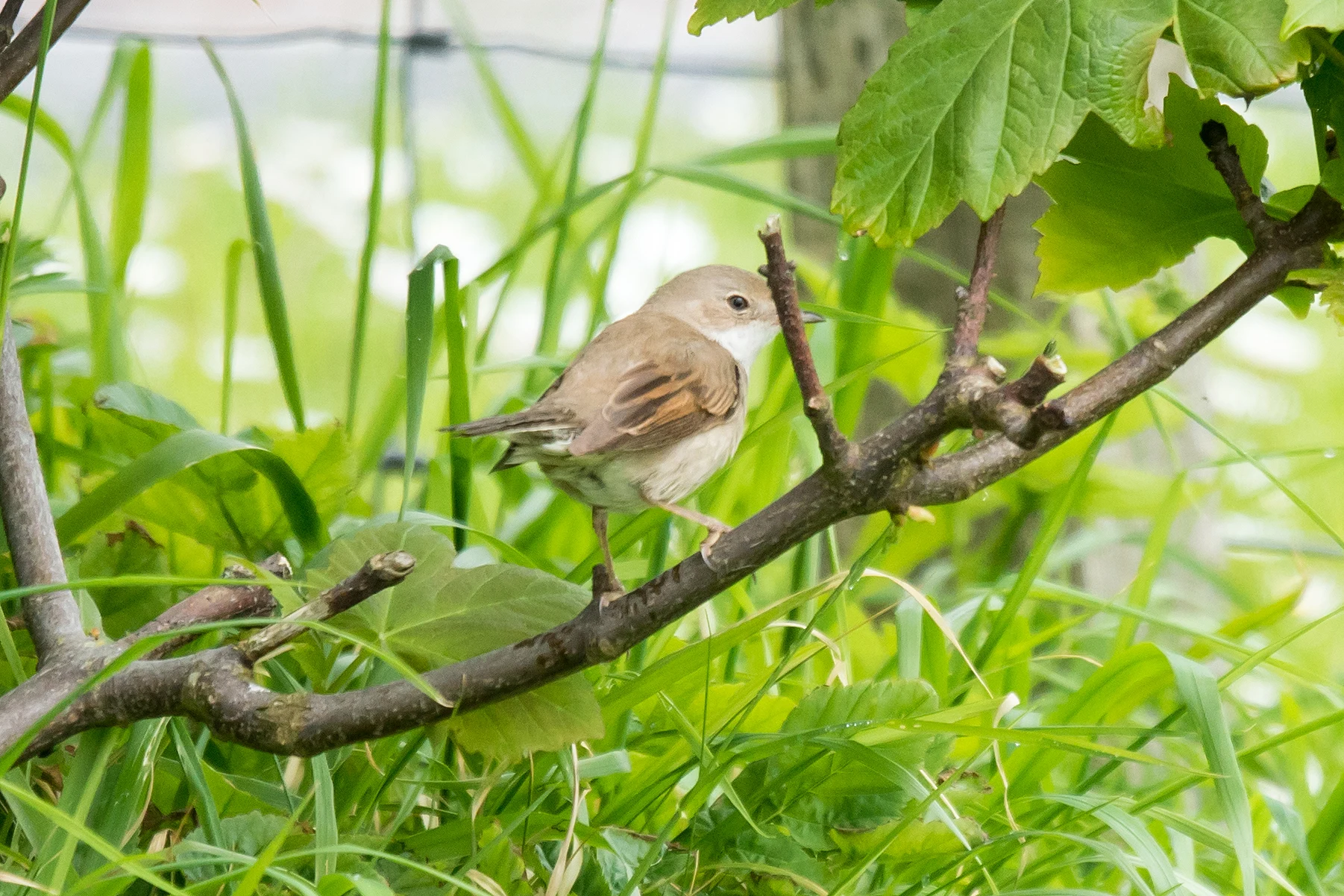 Common Whitethroat, at our hotel, Shetland, UK — photo by Jim Bennett